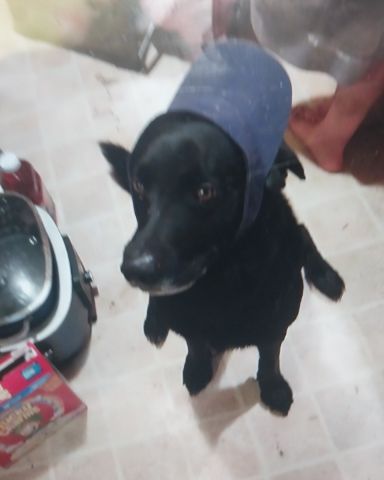 Cute mutt named Bandit.