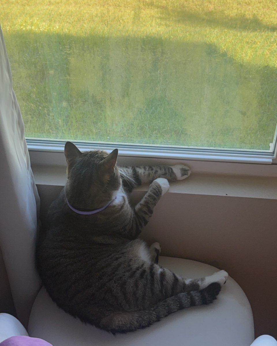 Cute cat named Jasper
