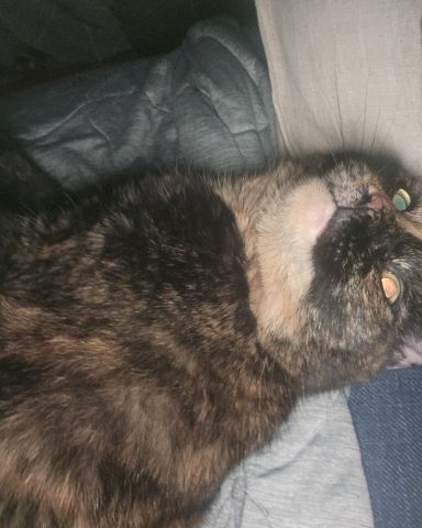 Cute idk named Snickers
