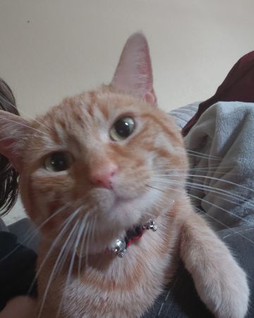 Cute Orange tabby named Phenyx