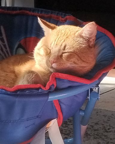 Cute orange cat named caramel