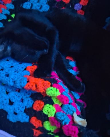 Cute Black cat named Mylo