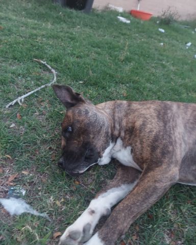 Cute pitbull named Moxie