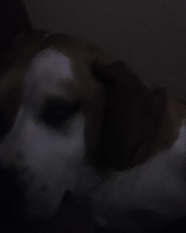 Cute pittbull mix named daisy