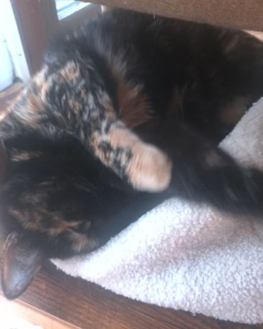 Cute American Shorthair named Candy (a.k.a. Angie)