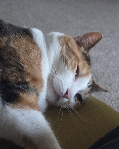 Cute cat named lily