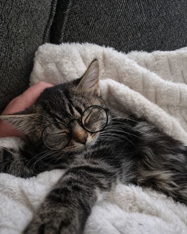 Cute Domestic longhair named Noodle