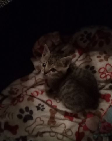 Cute cat named warrior