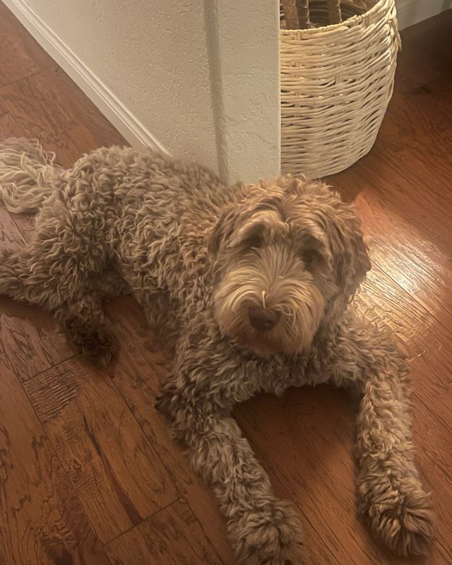 Cute dog named Poppy