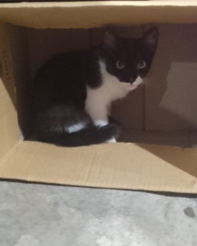 Cute cat named Silvestre