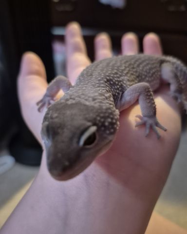 Cute blizzard lepord gecko named crystal