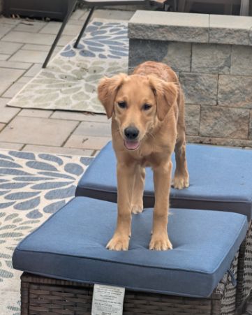 Cute Golden retriever named Ember