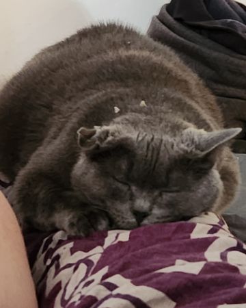 Cute SDH named Lilac