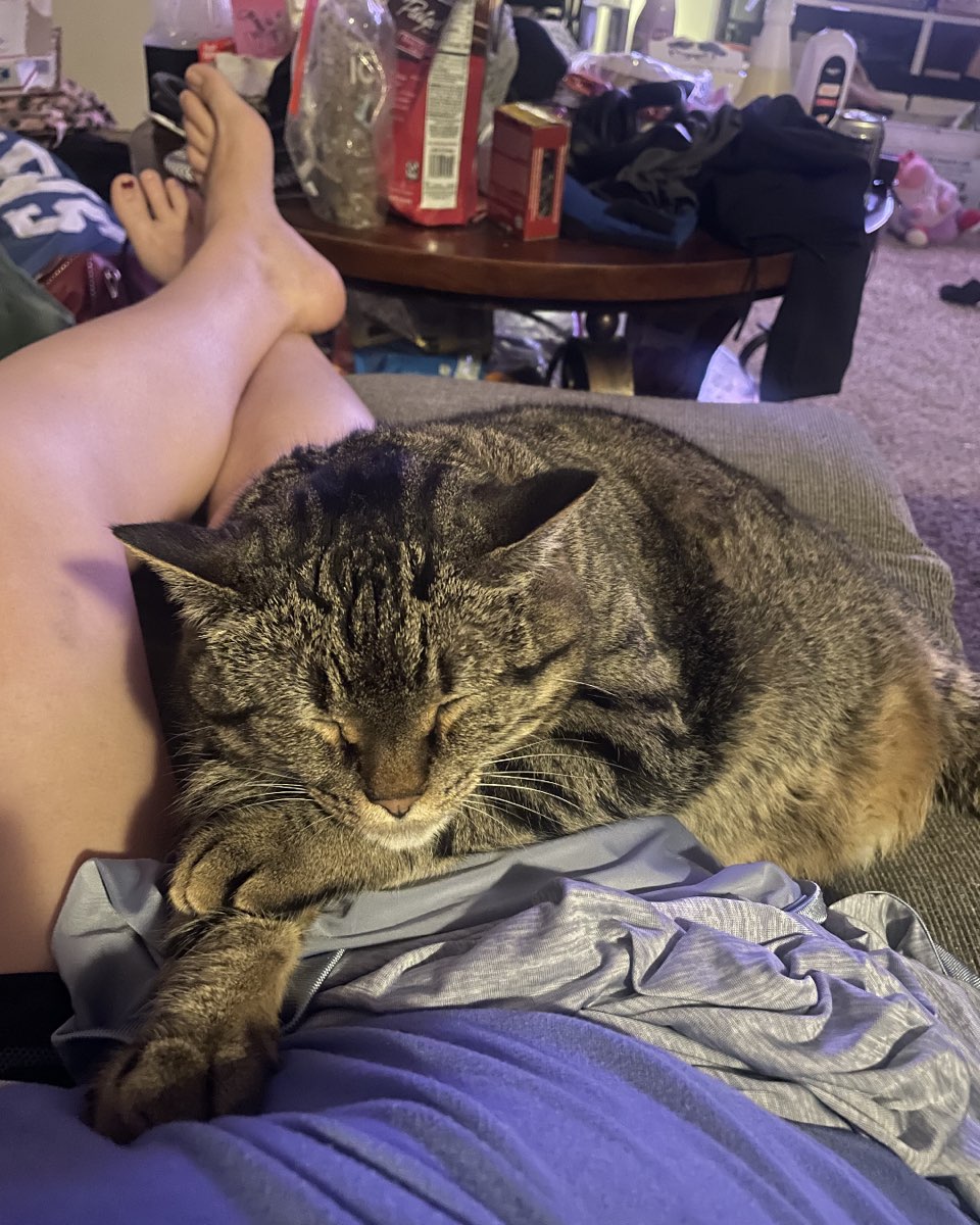Cute cat named ReyRey
