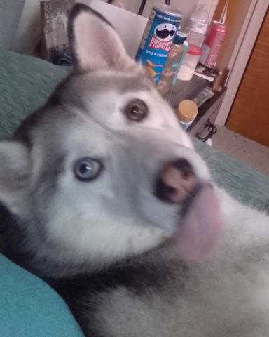 Cute husky named Athena