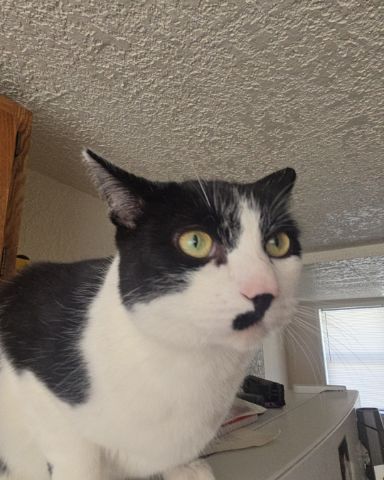 Cute Tuxedo named Skeleton
