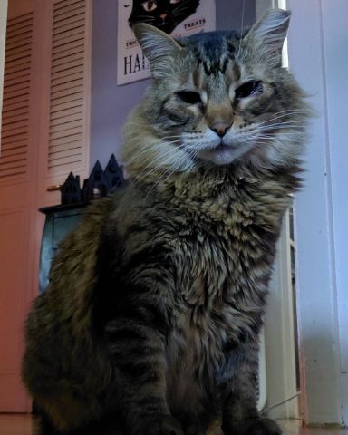 Cute Norwegian Forest Cat named Hot Tamale/Mollie