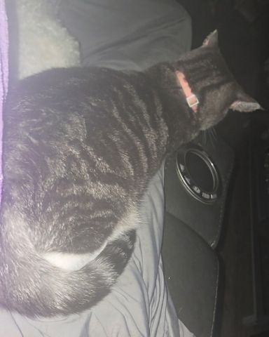 Cute Tabby named L