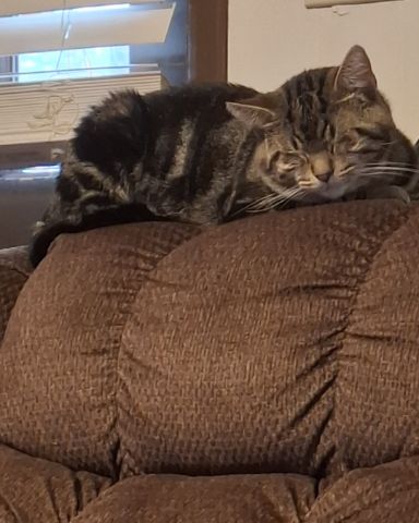 Cute taby named Hermes
