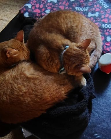Cute cat named The Ginger Bros