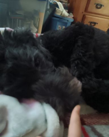 Cute woodle named oreo