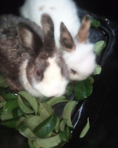 Cute rabbit named stormy and Lola bunny