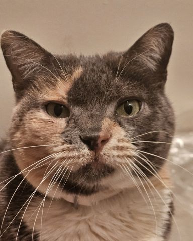 Cute calico cat named Smokey Topaz