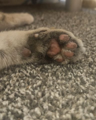 Cute muted tortie named Opal