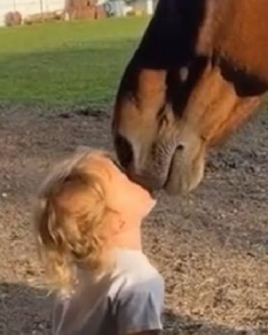 Cute horse named Horsies