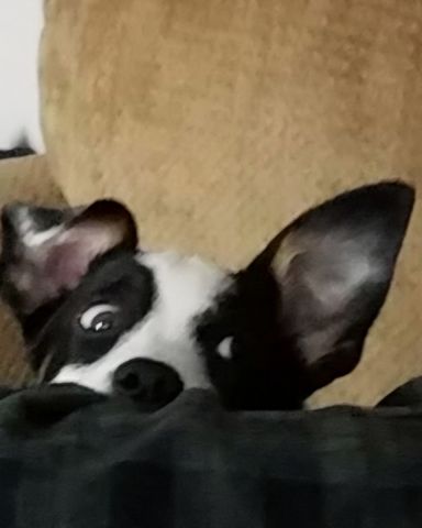 Cute dog named Midi