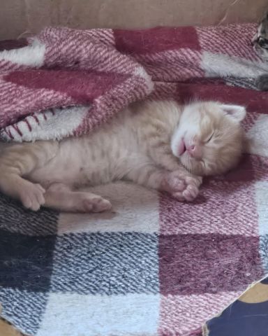 Cute cat named Brucey Jo