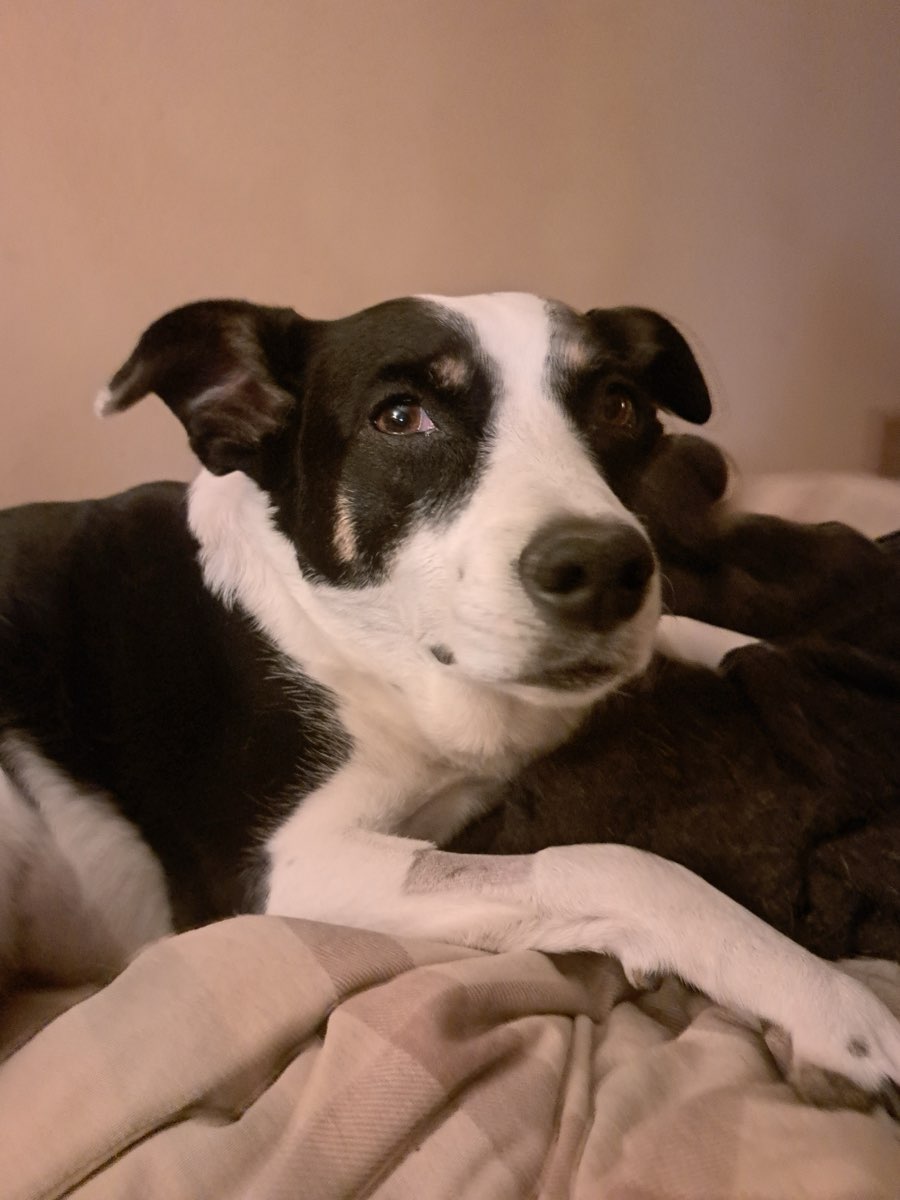 Cute Aussie/ Blue Heeler named Midi