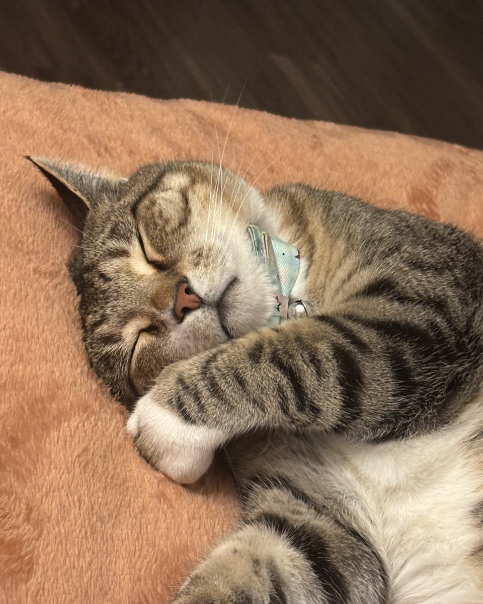 Cute cat named Jasper