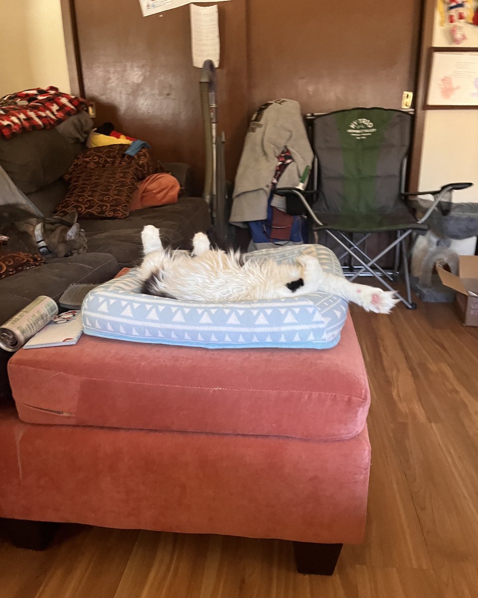 Cute cat named Fizz