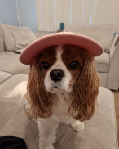 Cute Cavalier King Charles Spaniel named Arya