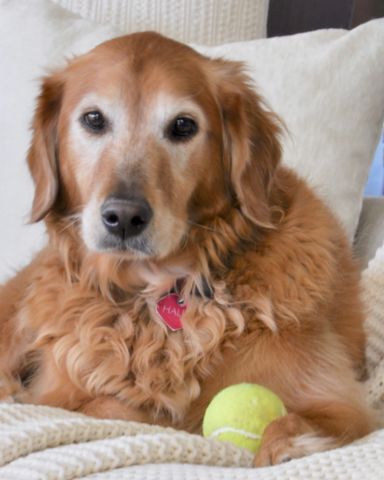 Cute dog named hali