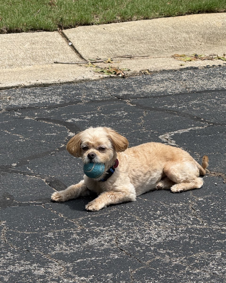 Cute Peekapoo named Chewie