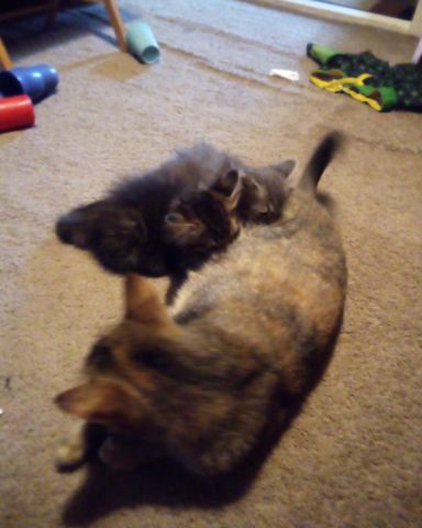 Cute cat named Galaxy destroyer and her sister and mom