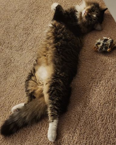 Cute cat named Jordan