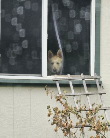 Cute Labsky named Bella