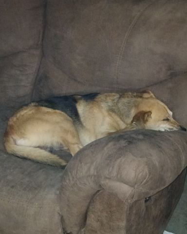 Cute German shepherd mix named Rascal
