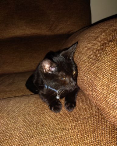 Cute cat named Fish