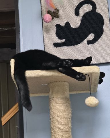 Cute cat named Balerion