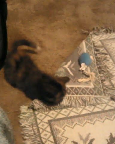 Cute cat named Gizmo