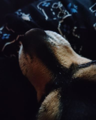 Cute Chiweenie named Suki