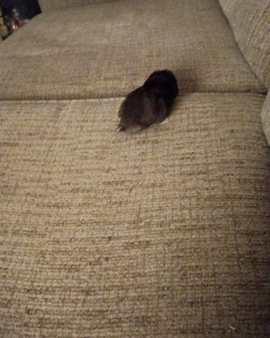 Cute black bear hamster named dean
