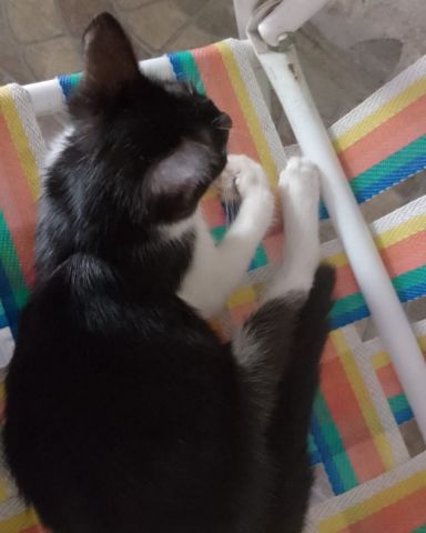 Cute cat named Silvestre
