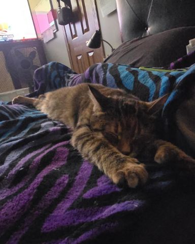 Cute cat named Ainé