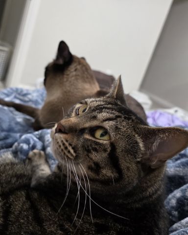 Cute cat named Kimchi