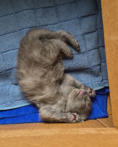 Cute Domestic Shorthair named Ashe [and her babies]